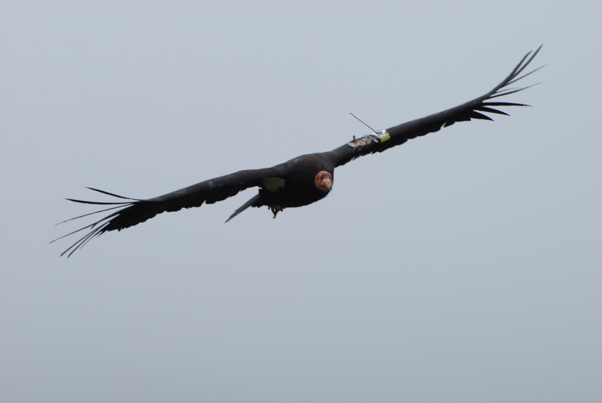 California Condor