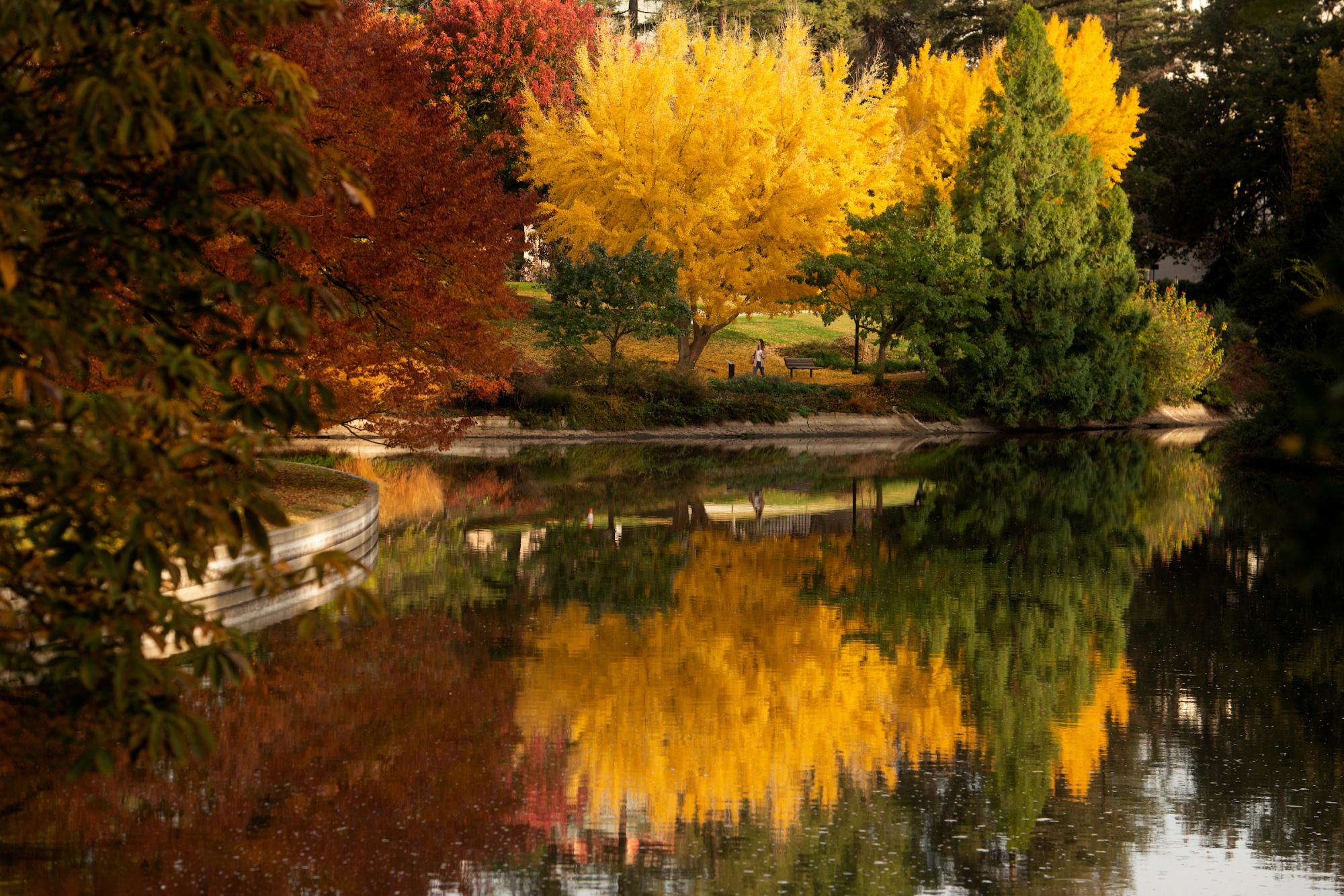 Trees show colors of red, yellow, green