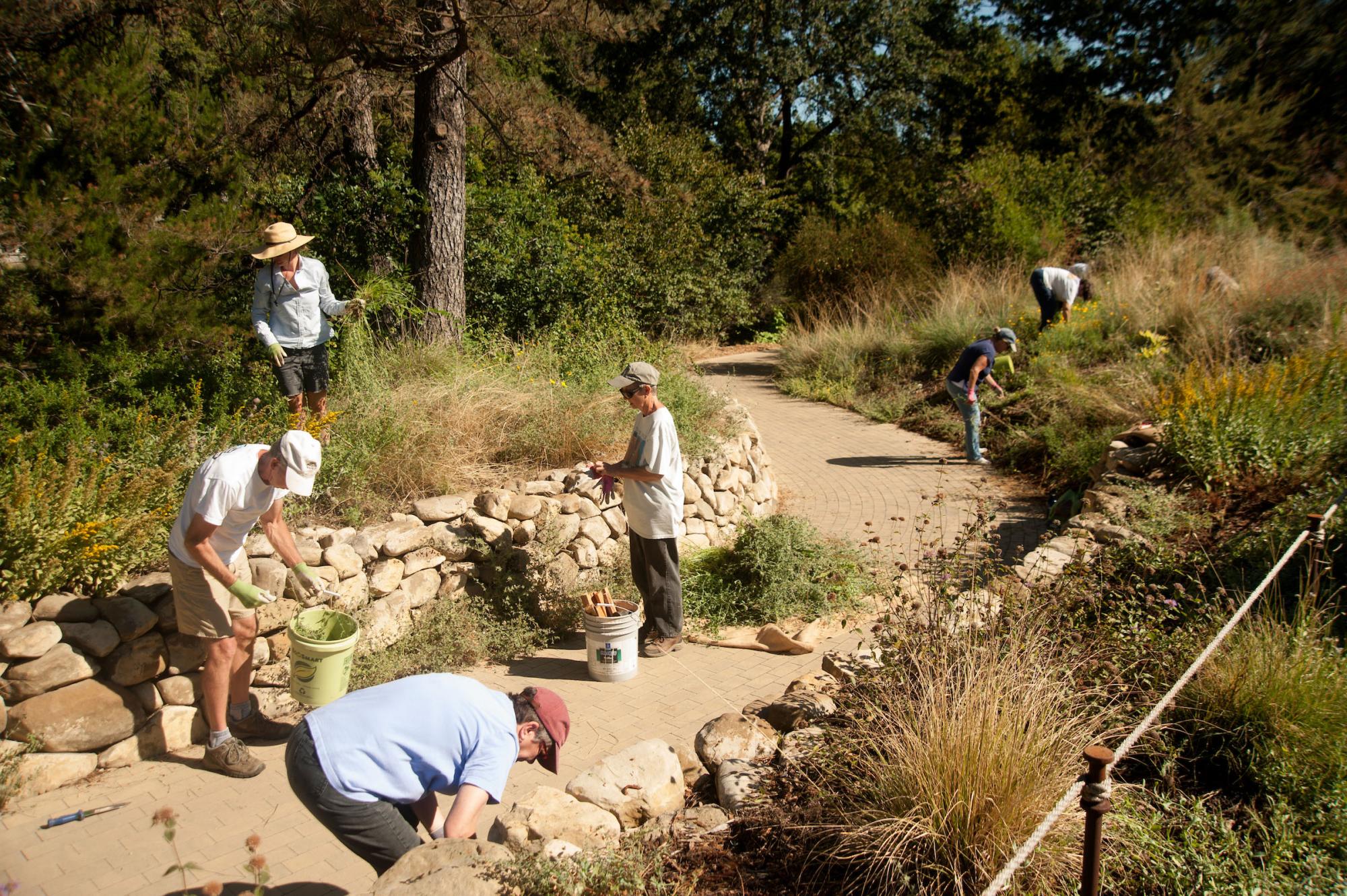 People pull weeds in the Arboretum