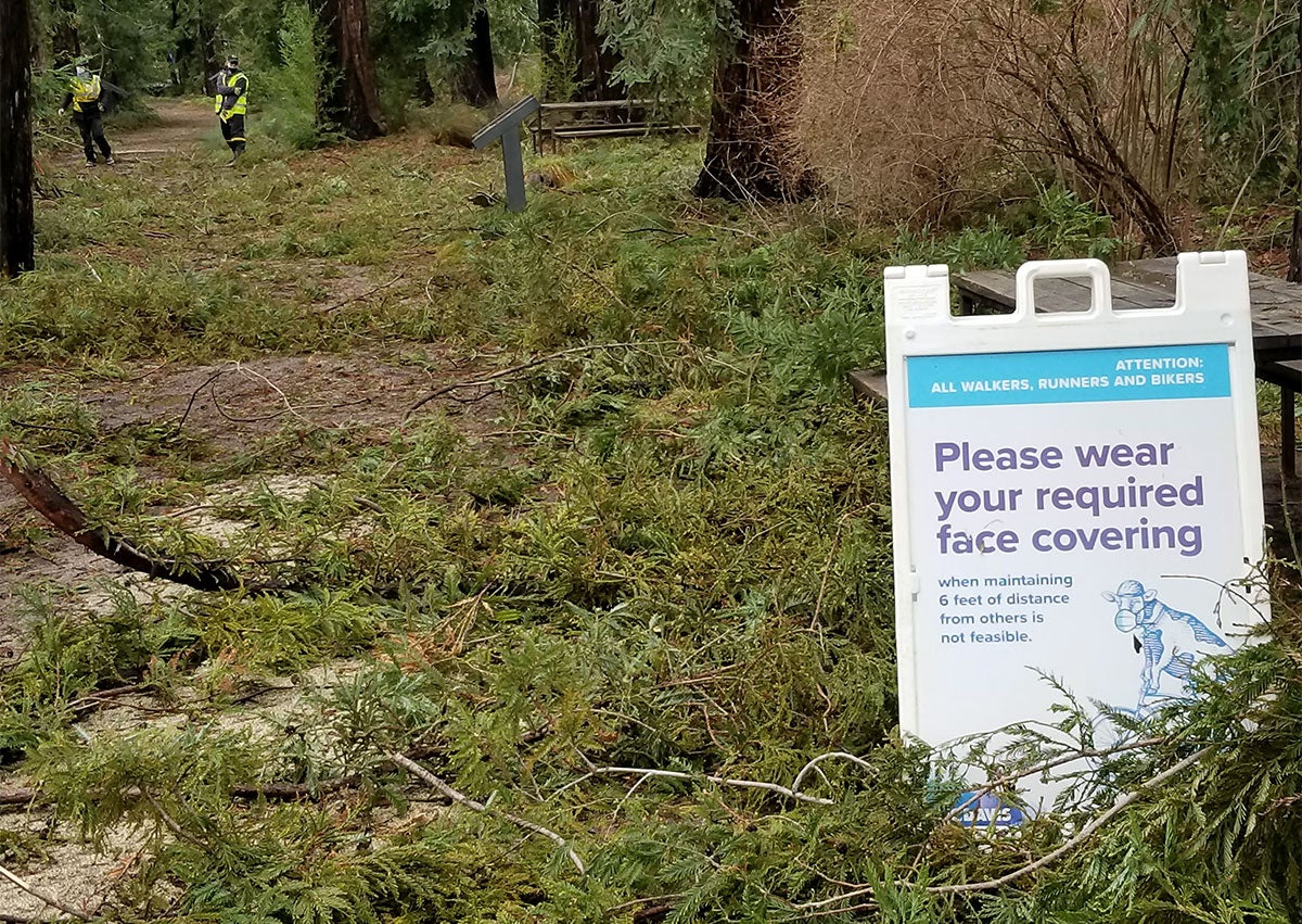 Redwood branches litter the ground.