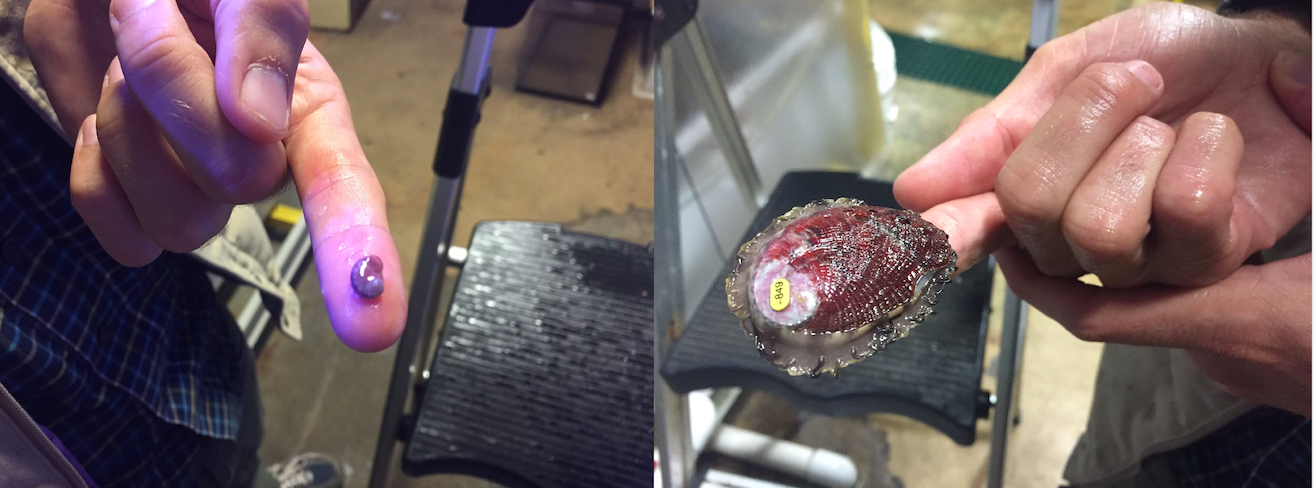 red abalone, farmed vs wild comparison