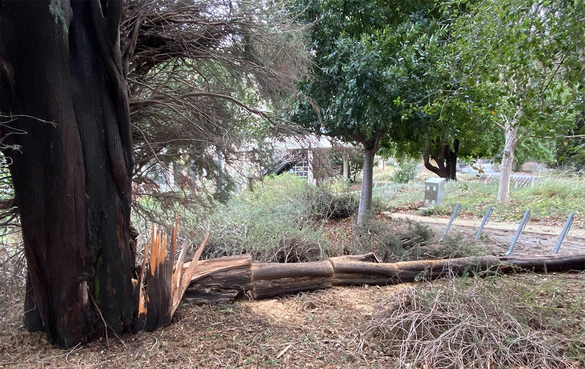 Tree branch down near the Mondavi Center.
