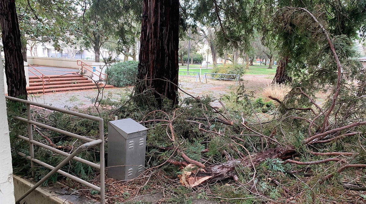 A downed tree branch.