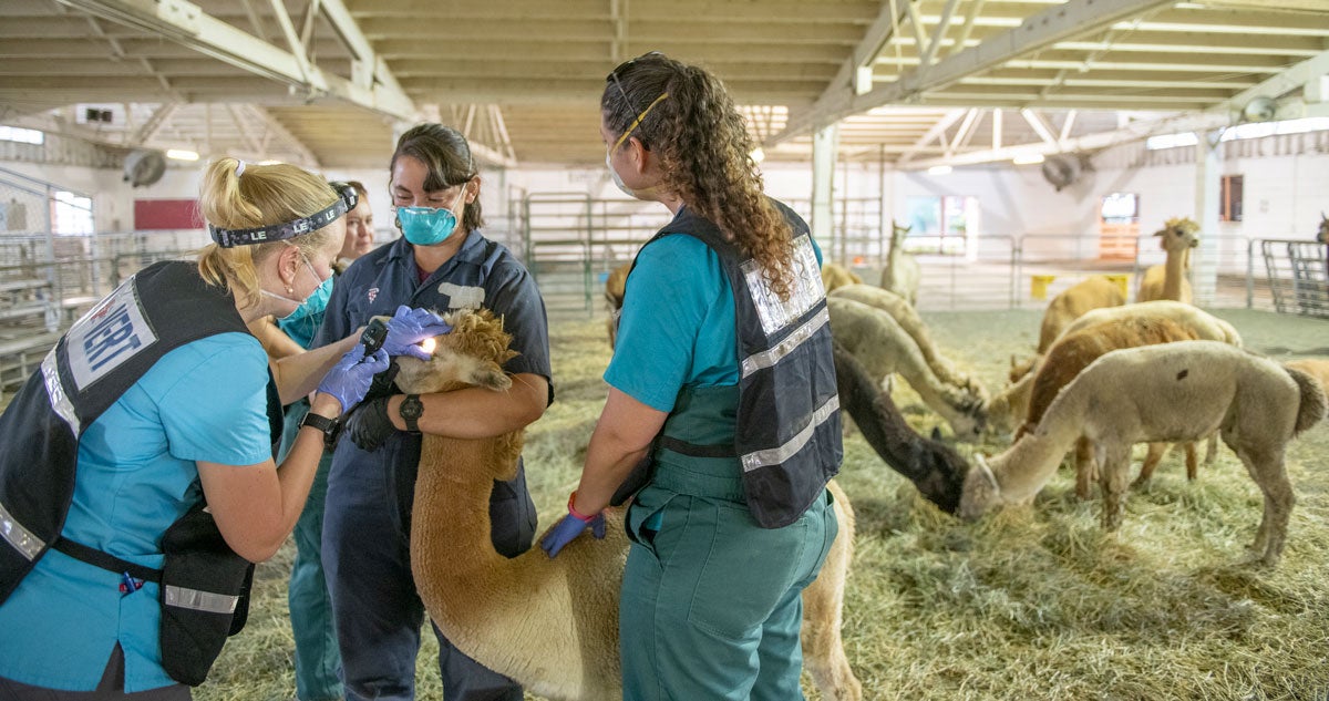 Three veterinarians examine a llama.