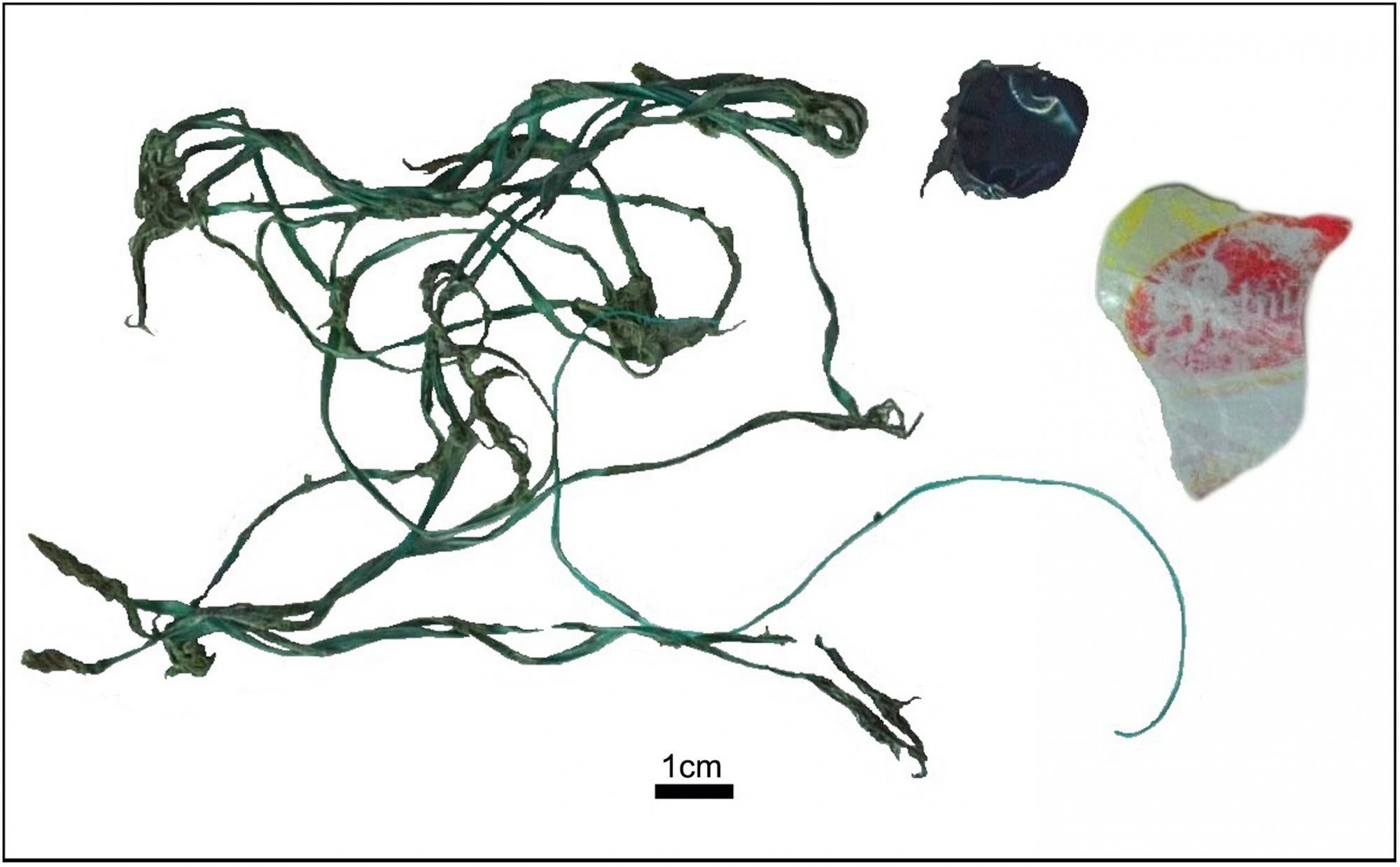 Plastic debris found in a whale's intestine in Argentina. 