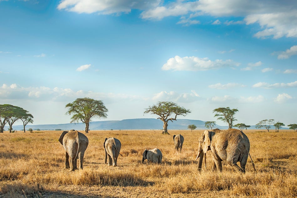 Elephants in a golden field