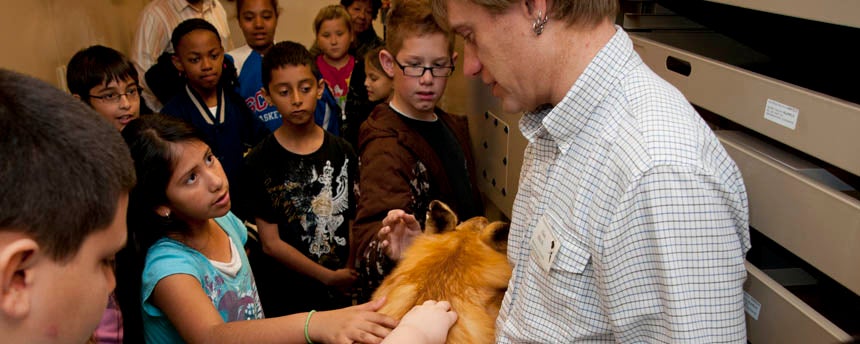 A museum curator holds a preserved fox hide for children to feel