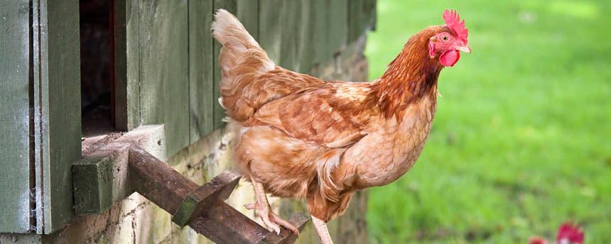 Photo of a red chicken walking out of a coop