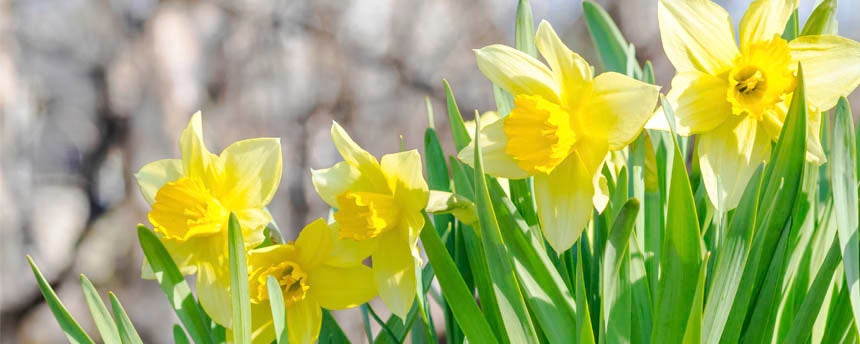 Daffodils in bloom