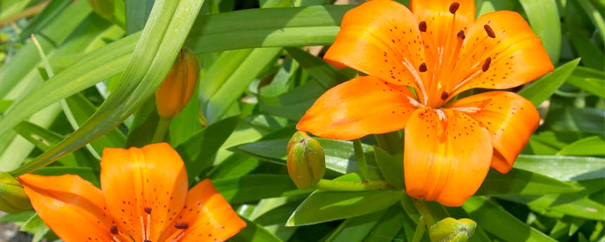 close-up of orange daylilies and leaves