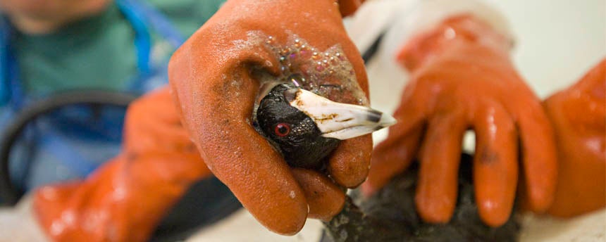 A bird covered in oil gets washed by two veterinary students