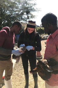 Woman vaccinating a chicken being held by a man