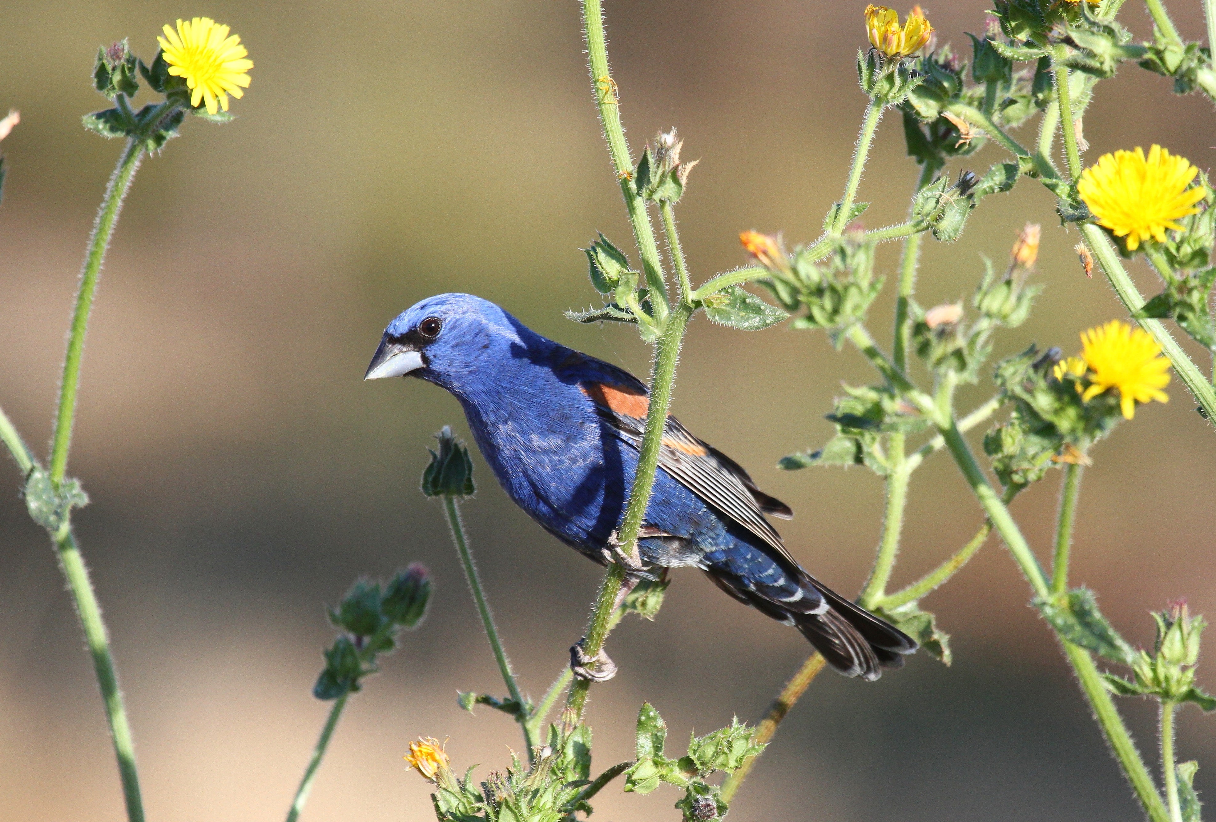 Blue grosbeak