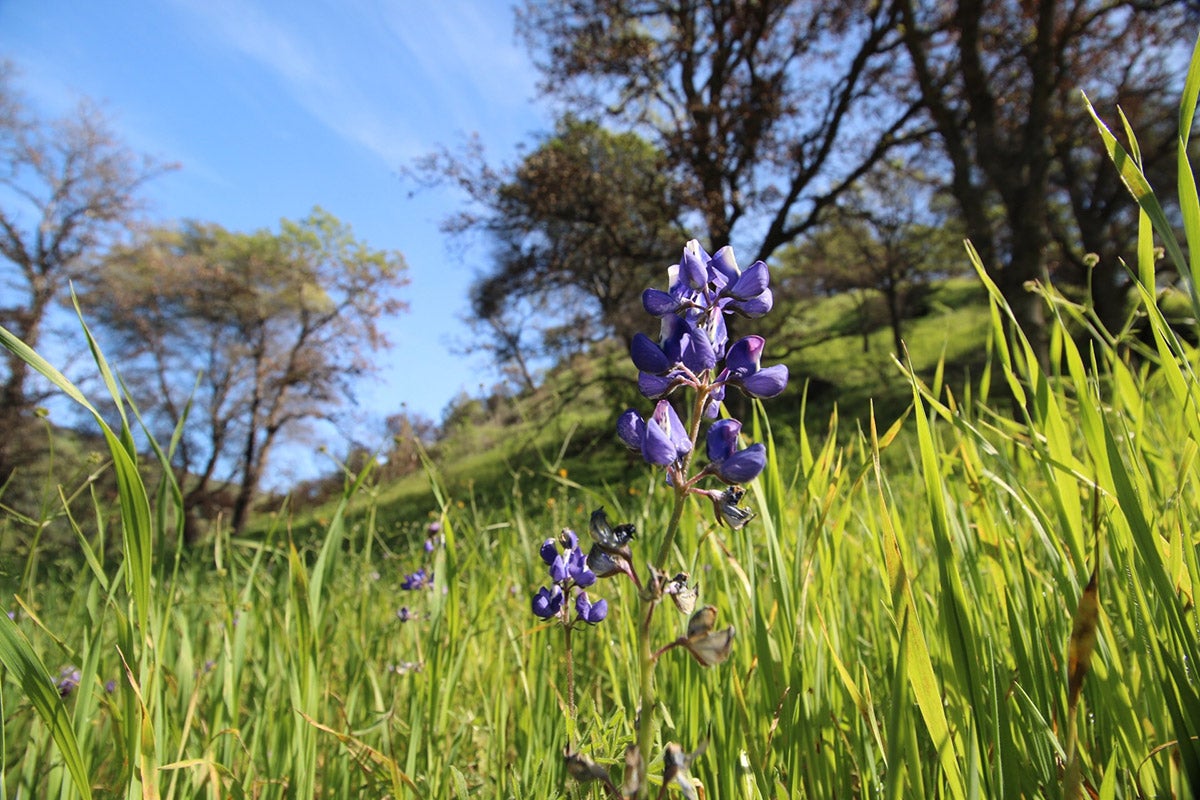 Wildflowers at Stebbins Cold Canyon Natural Reserve.