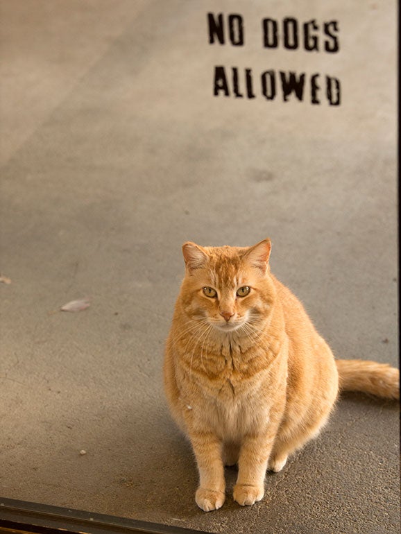 Cheeto, the physics cat
