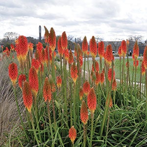 Kniphofia