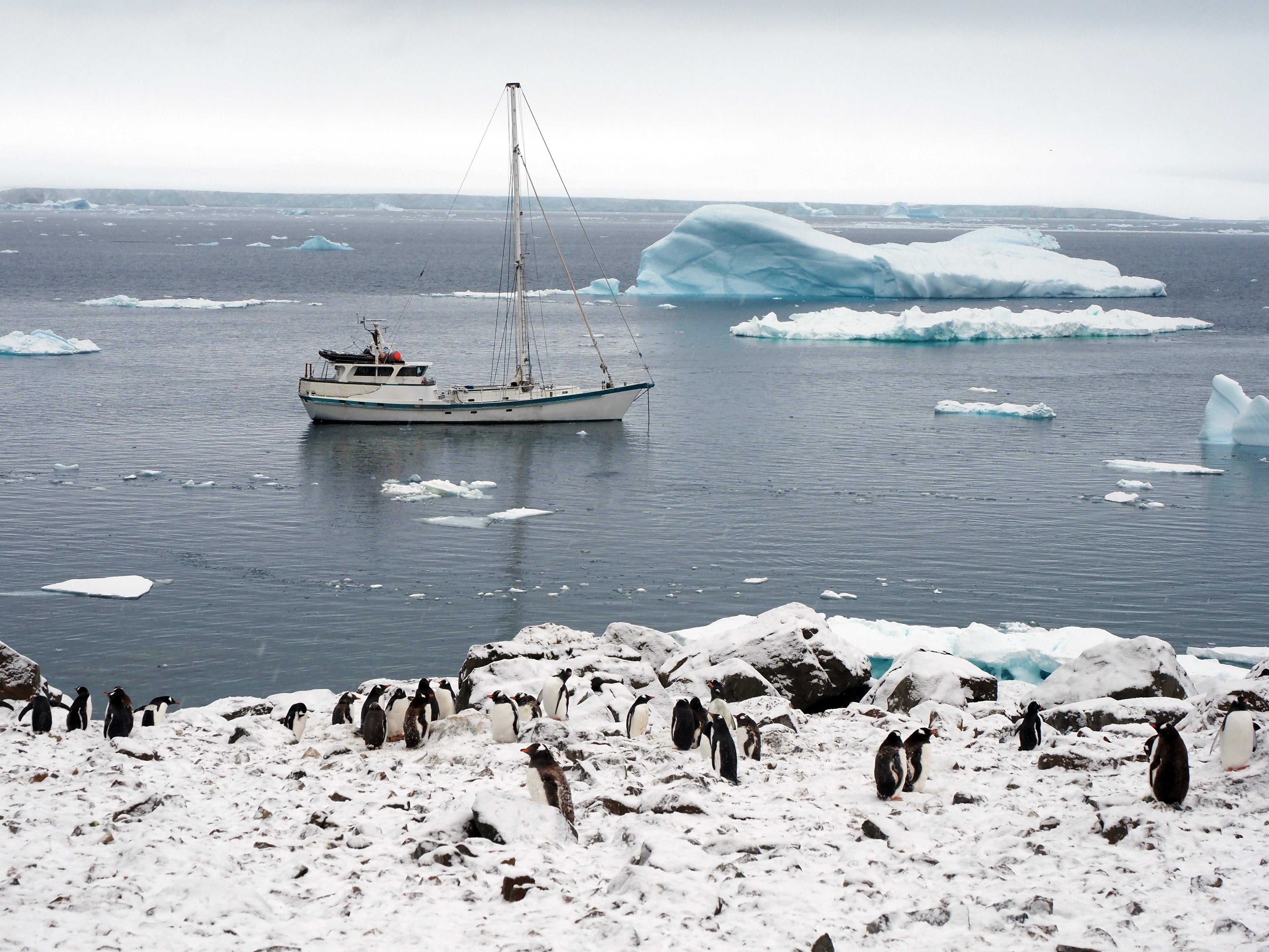 A group of penguins on snowy land with a sailboat and icebergs in the background.