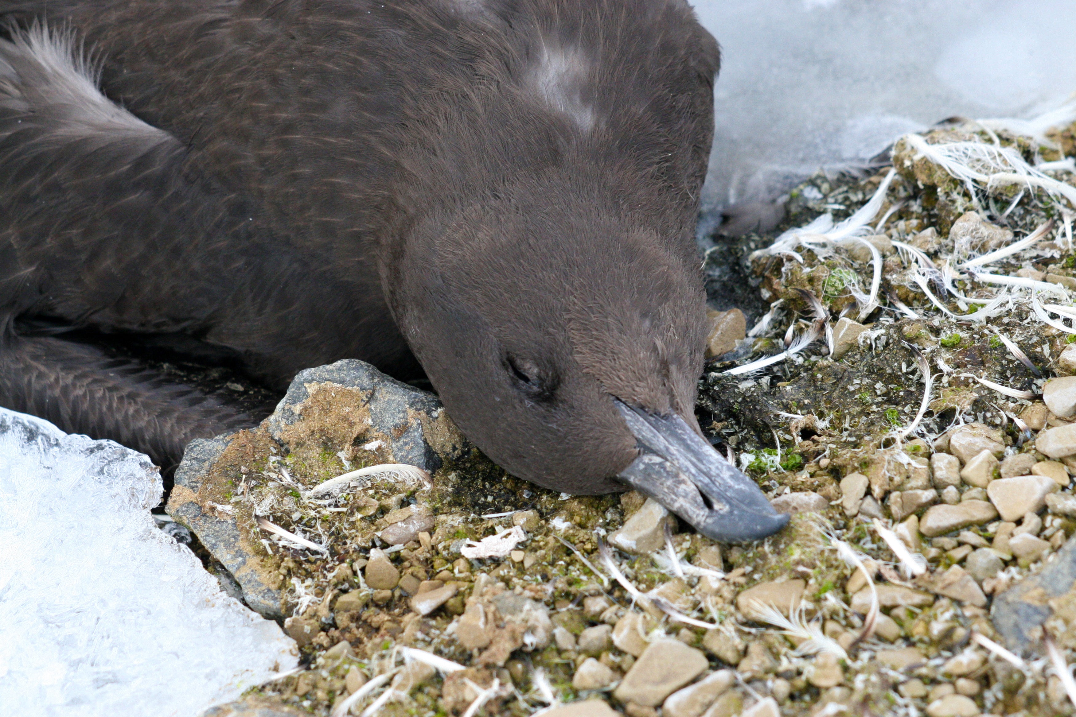 A brown seabird, a skua, resting on rocky terrain with some vegetation and snow nearby.