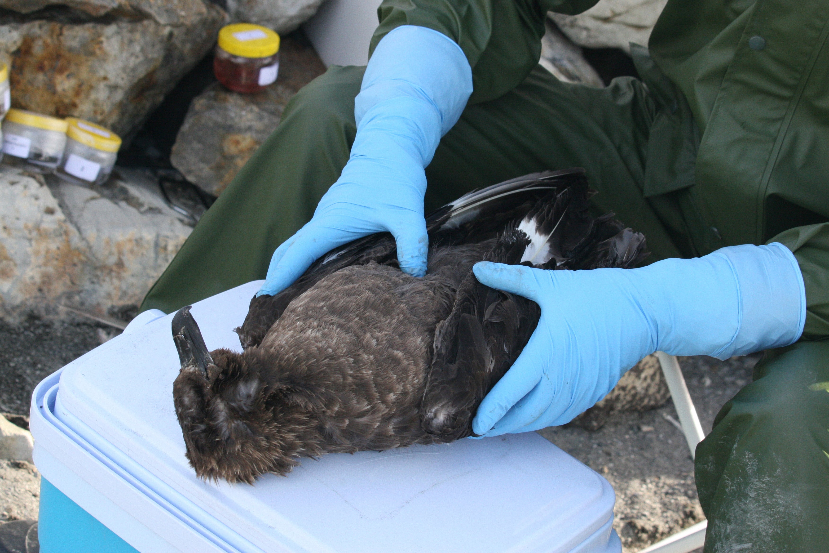 A person in gloves holds a careworn bird on a cooler, surrounded by natural elements.
