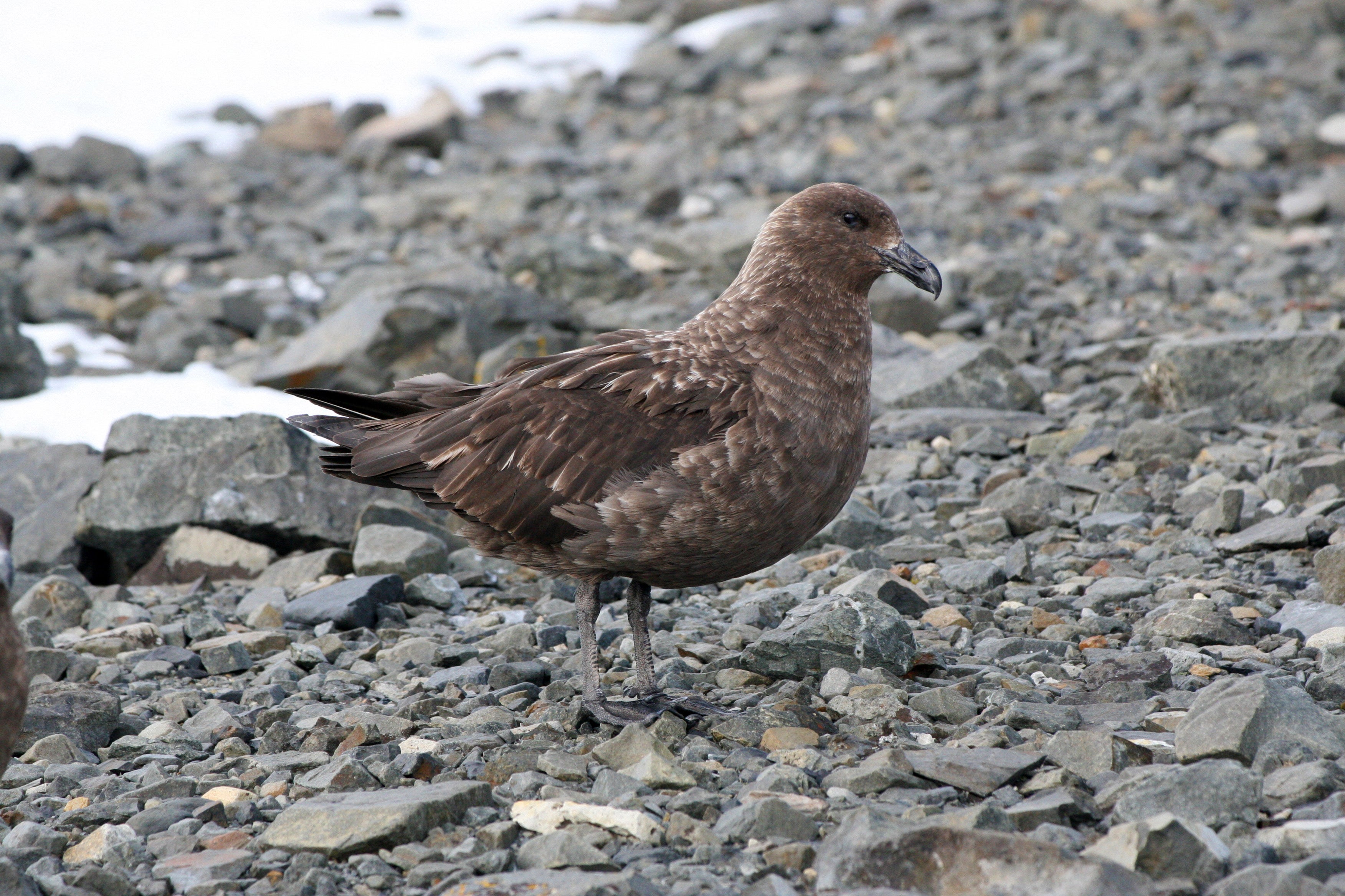 A brown bird, a skua, standing on rocky terrain near water.