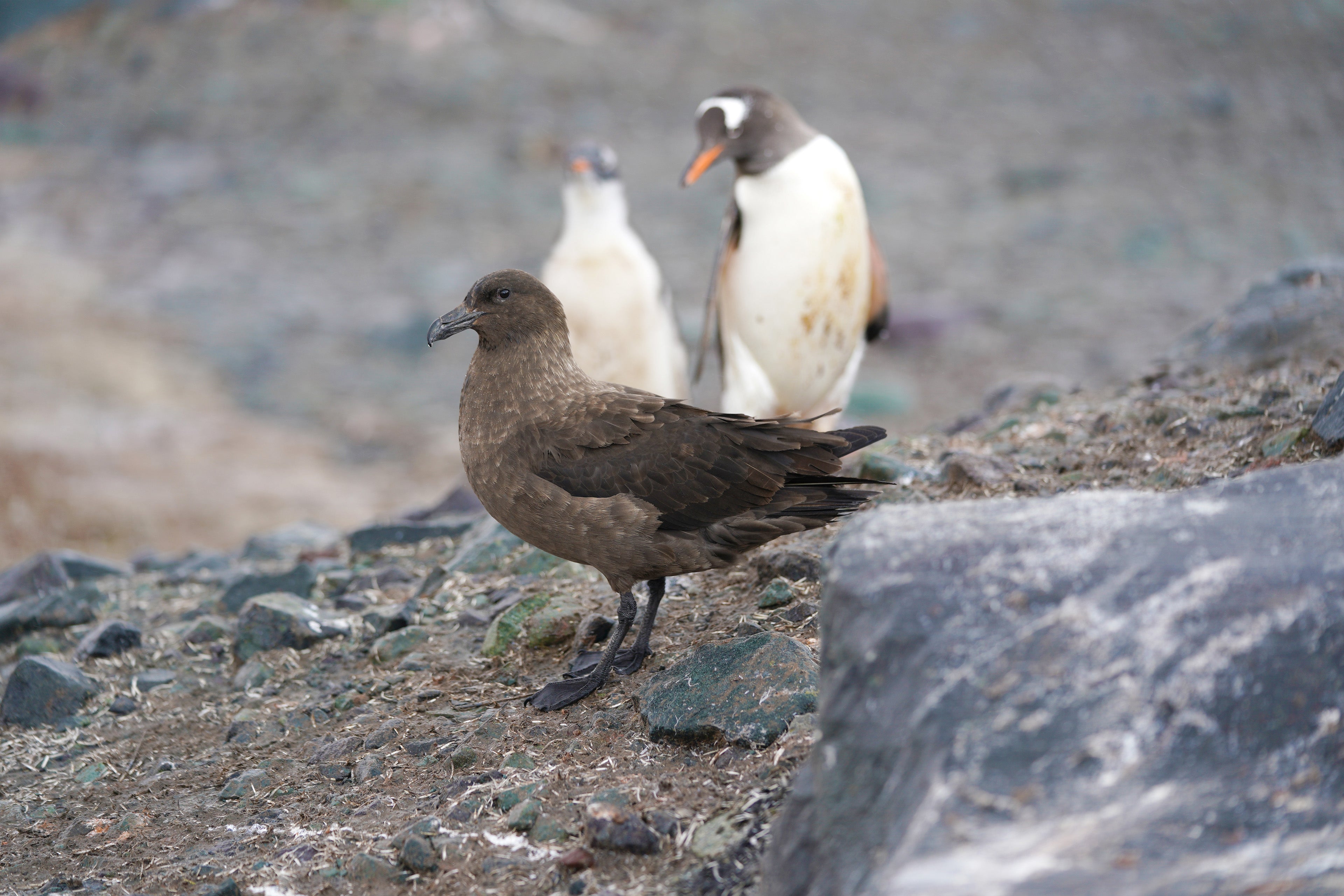 A dark feathered bird stands on rocky terrain, with two puffins in the background.