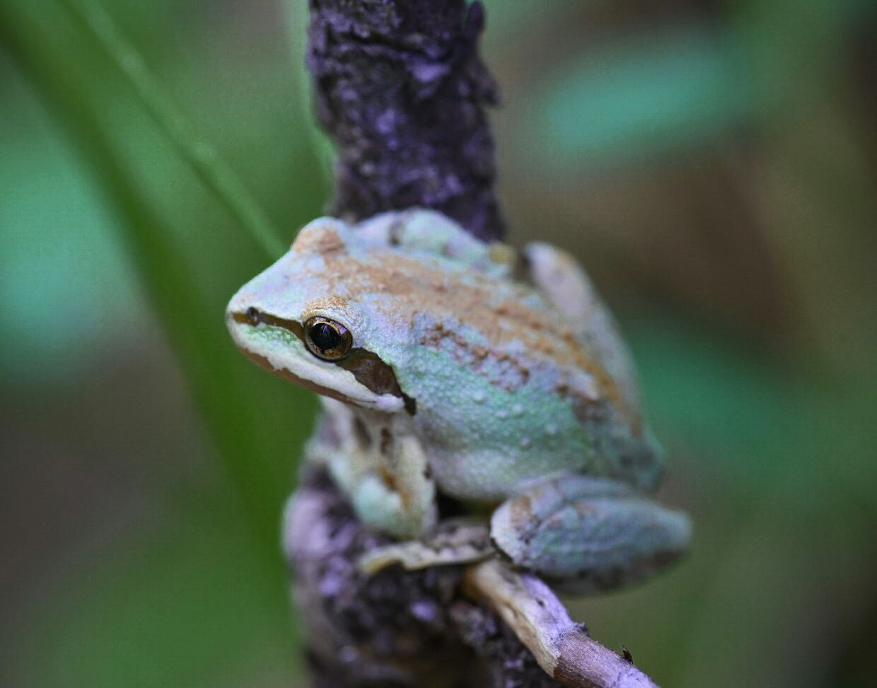 A small, light green frog rests on a slender branch amidst blurred greenery.