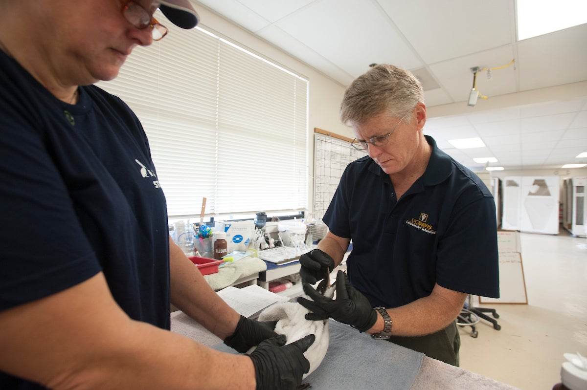 Two wildlife veterinarians treat an oil-affected bird