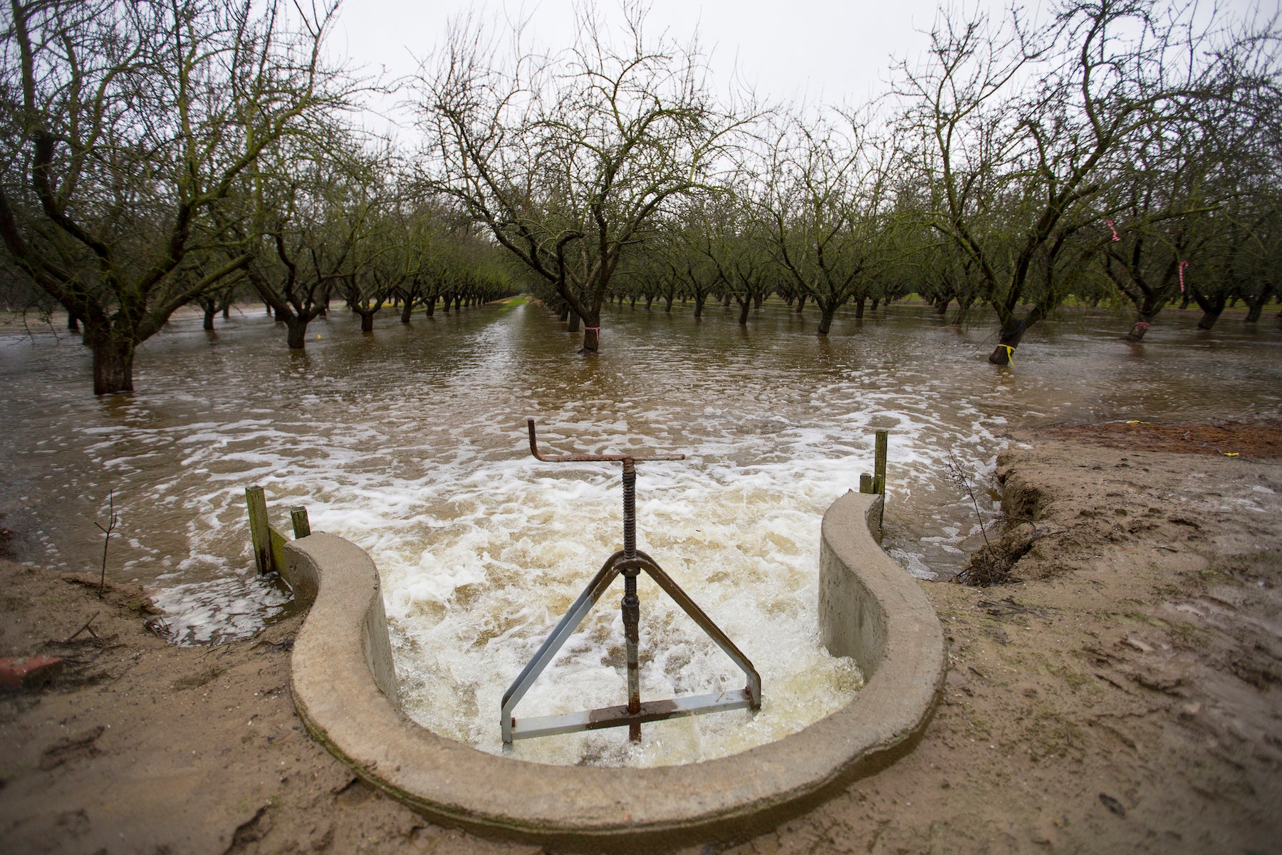 Diverted water spills into an almond orchard in Modesto, CA in November of 2016 to help recharge the aquifer beneath the field. UC Davis scientists are studying managed aquifer recharge as a solution to California's groundwater overpumping. (Curtis Jerome Haynes)