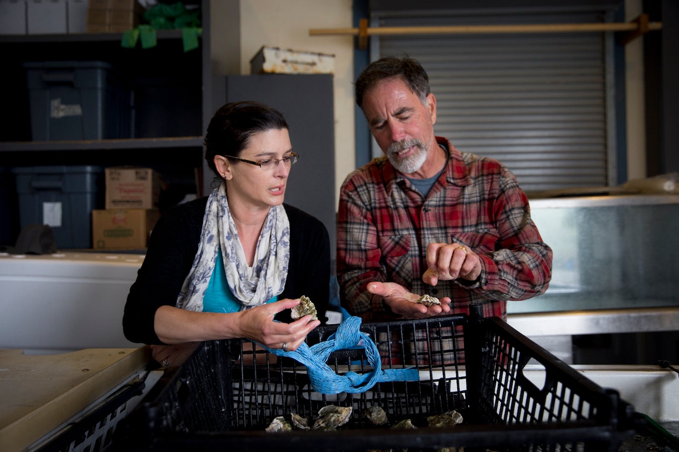 Woman in glasses and scarf and man in plaid inspect oysters 
