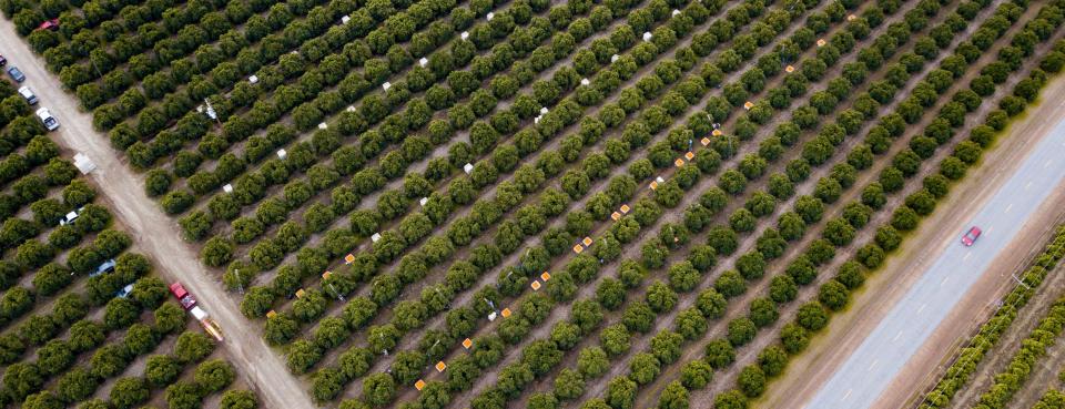 citrus greening aerial shot