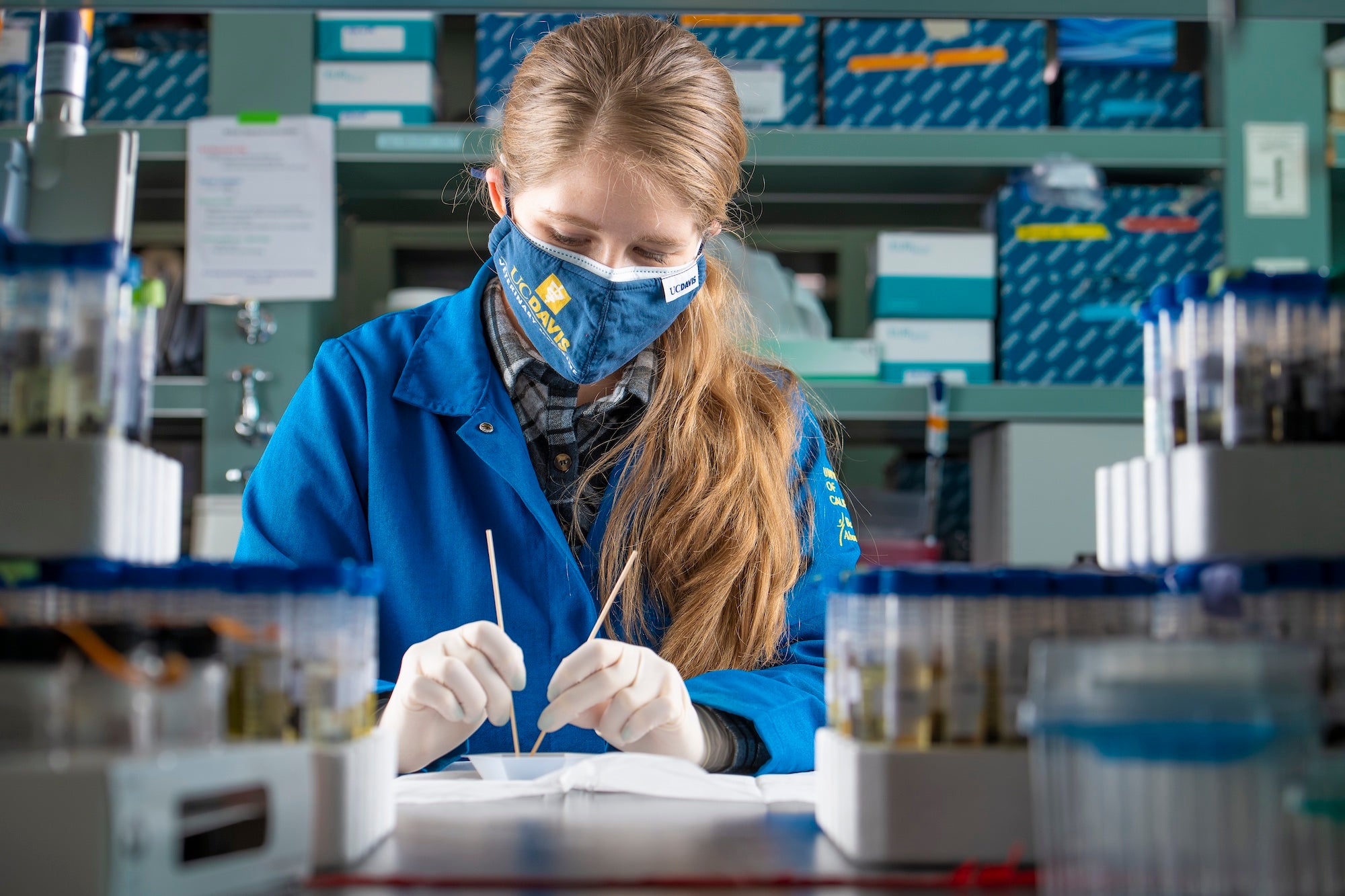 Stevi Vanderzwan, associate specialist and laboratory manager, is shown here in a lab coat, mask and gloves preparing a scat sample for DNA extraction in the mammalian Ecology and Conservation Unit of the UC Davis Veterinary Genetics Laboratory. (Don Preisler / UC Davis)