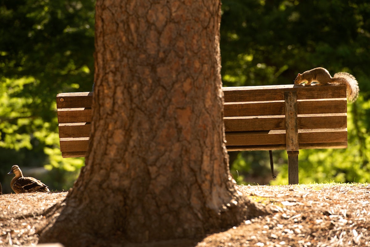 A squirrel sits on a bench at the UC Davis Arboretum while a duck rests on the ground.