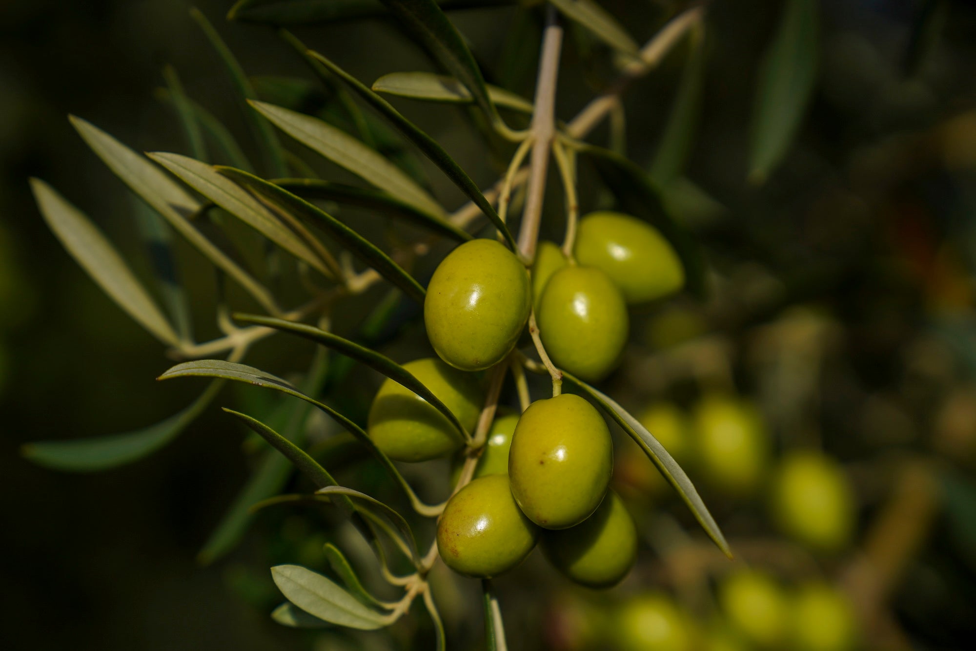 Close-up shot of green olives and stems growing on a tree. Researchers found about one-third of the nitrogen in the leaves, fruit and stems didn’t come from fertilizer but came from the soil and nutrients the trees had stored from previous years. (Karin Higgins/UC Davis)