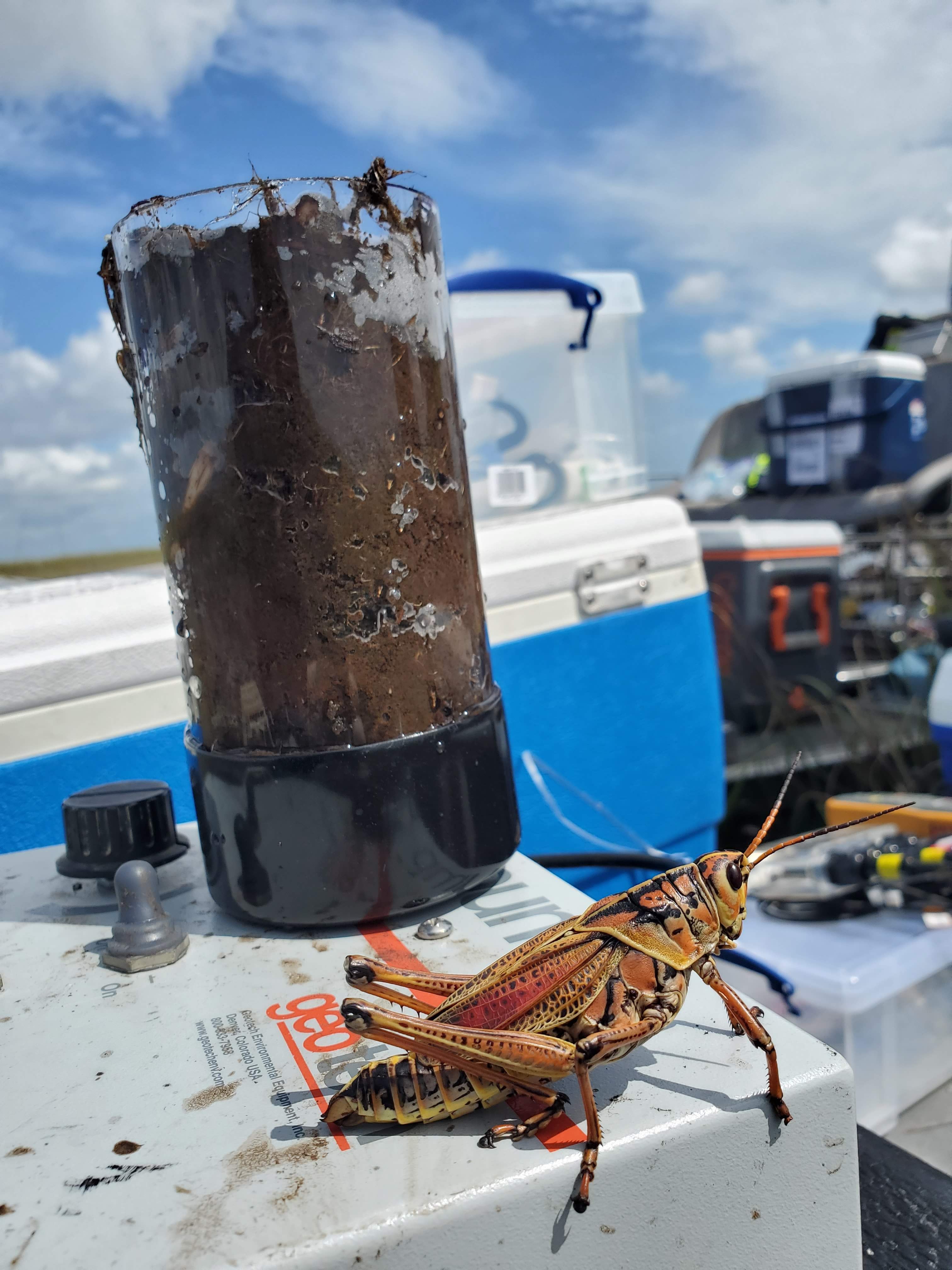A sedmiment core, collected in a clear jar, sits beside a cooler and a large grasshopper 