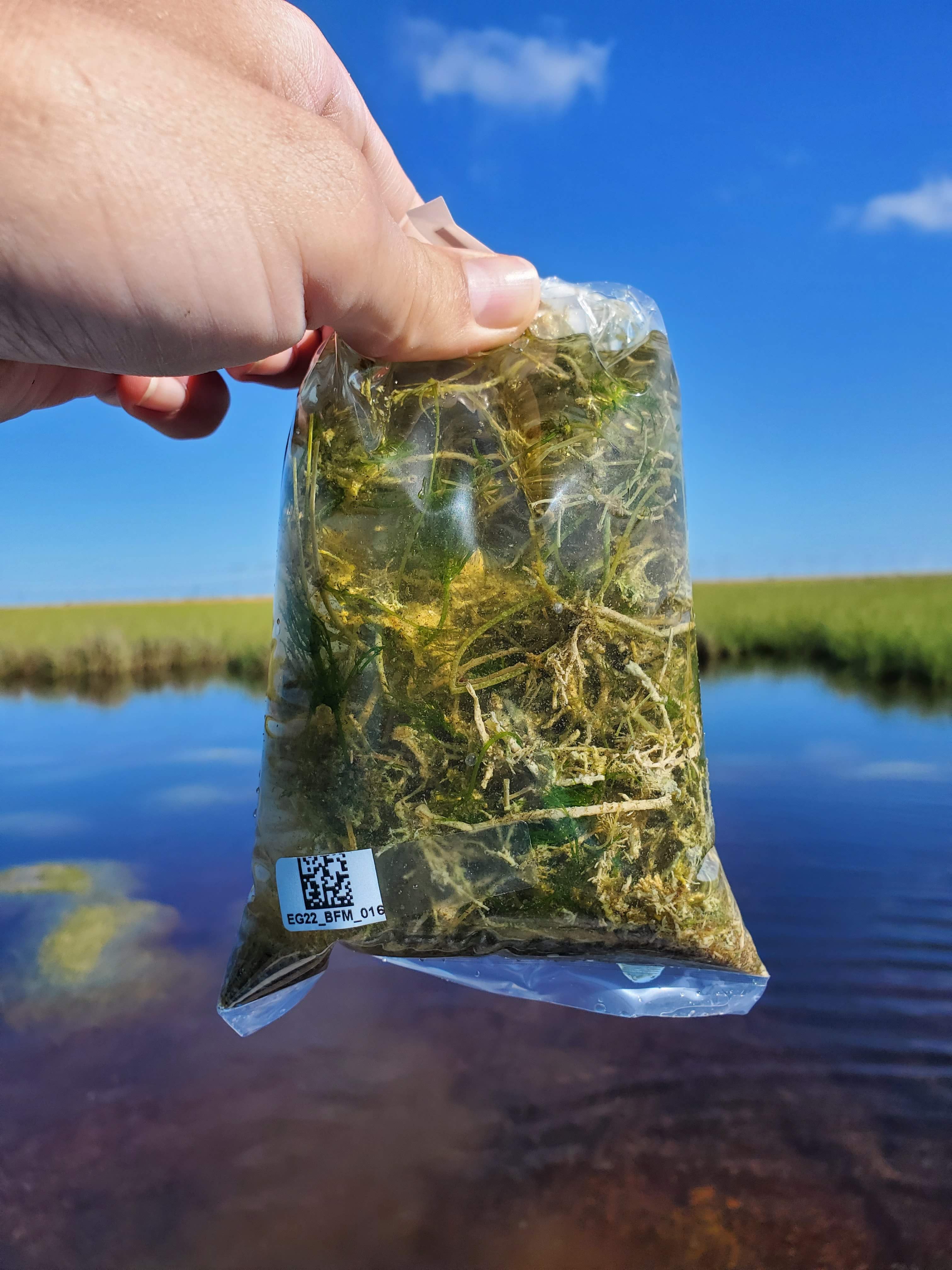 A hand holds a plastic bag of aquatic plants in center of shot with Florida Everlgades wetland in background