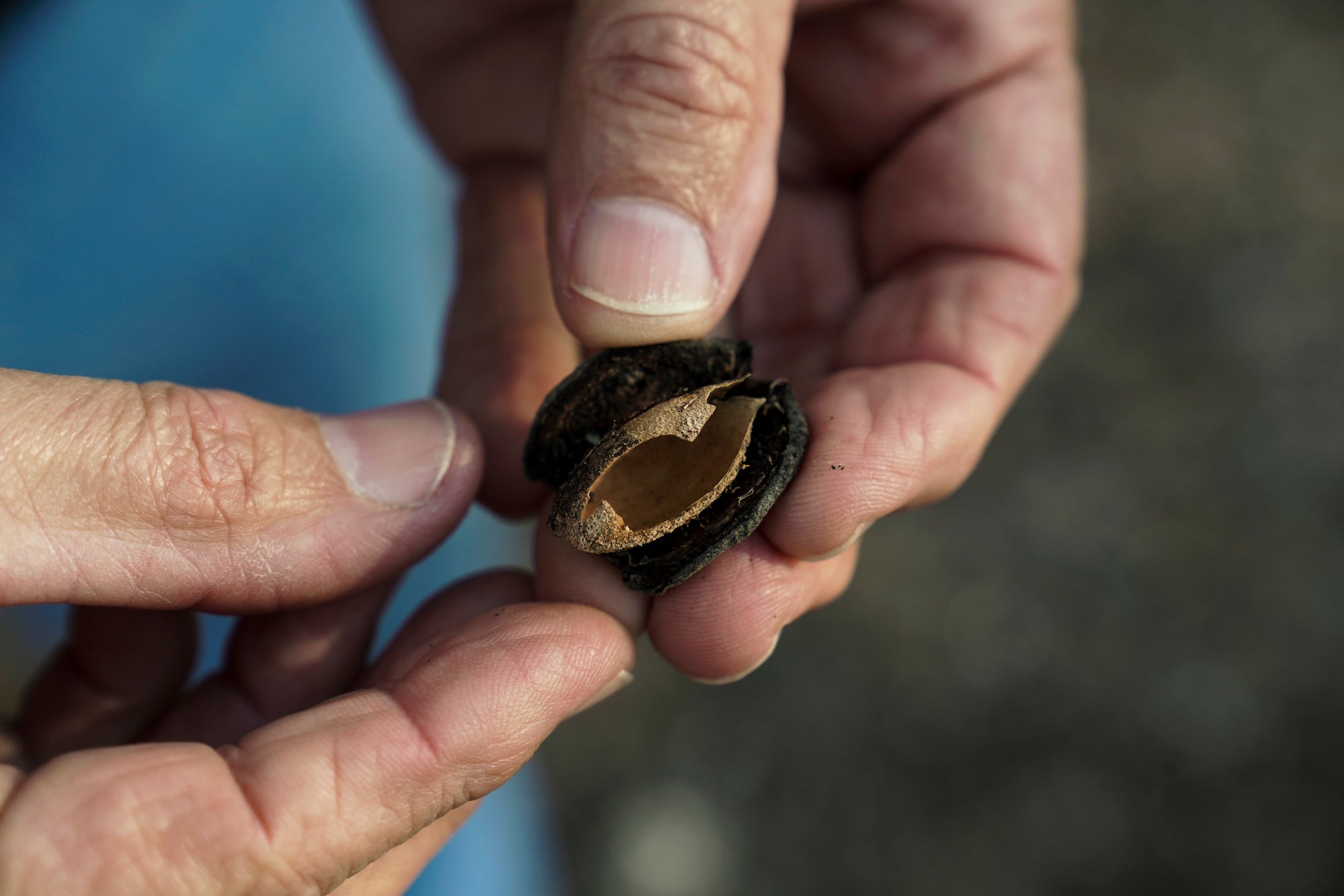 Kirk Pumphrey's holds the dark hull of an almond in his hands. He's using hulls and shells as mulch in his orchard to increase soil moisture. (Karin Higgins/UC Davis)