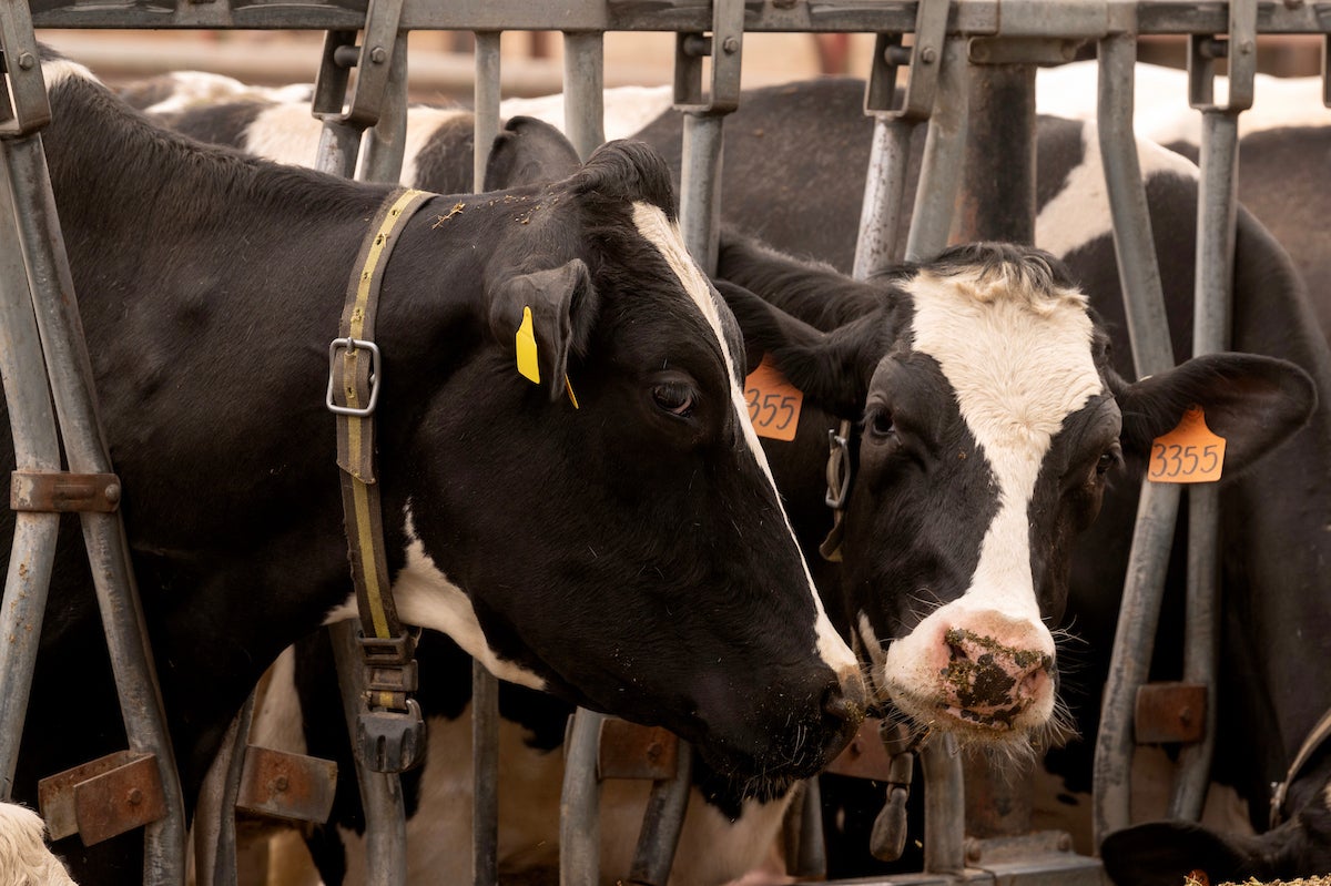two dairy cattle between feeding trough bars at barn