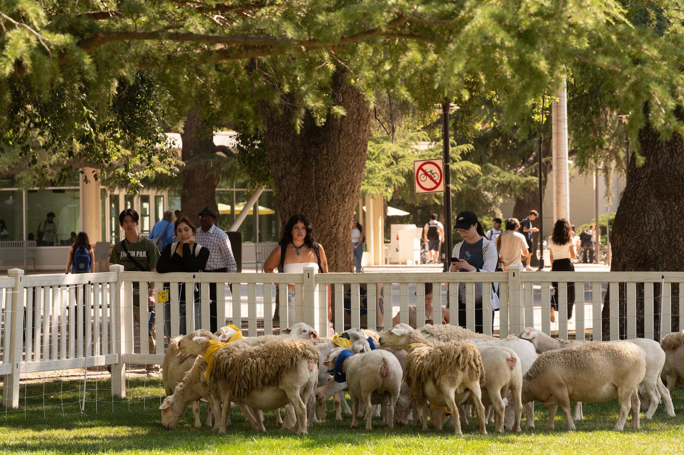 UC Davis Sheepmowers grazed the quad this first week of June. This was the first time the herd visited the quad, even though they’ve visited many other fields on campus and throughout the region. (Gregory Urquiaga/UC Davis)