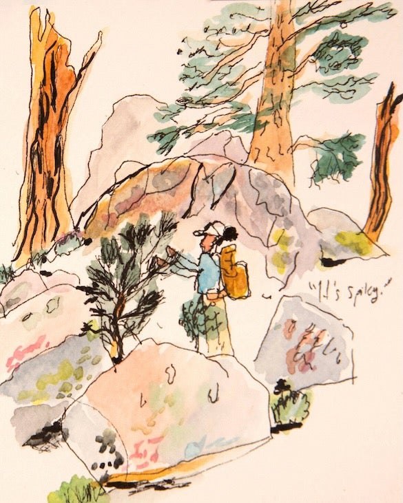 Ink and watercolor sketch of ecologist Sachi Srivastava looking at pine tree anid bounders dotted with pink, cream and green colors 