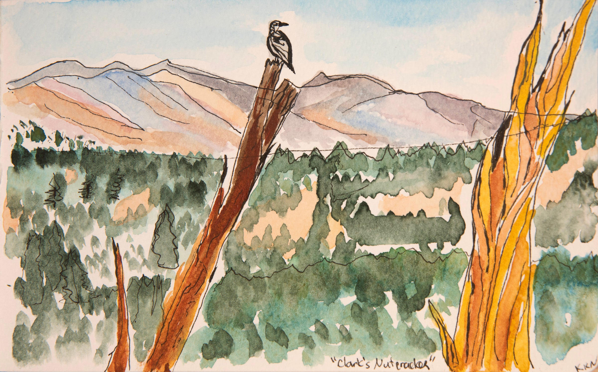 Ink and watercolor sketch of a Clark's nutcracker bird perched atop a tree snag overlooking pine trees below and pink-beige-purple mountains in background