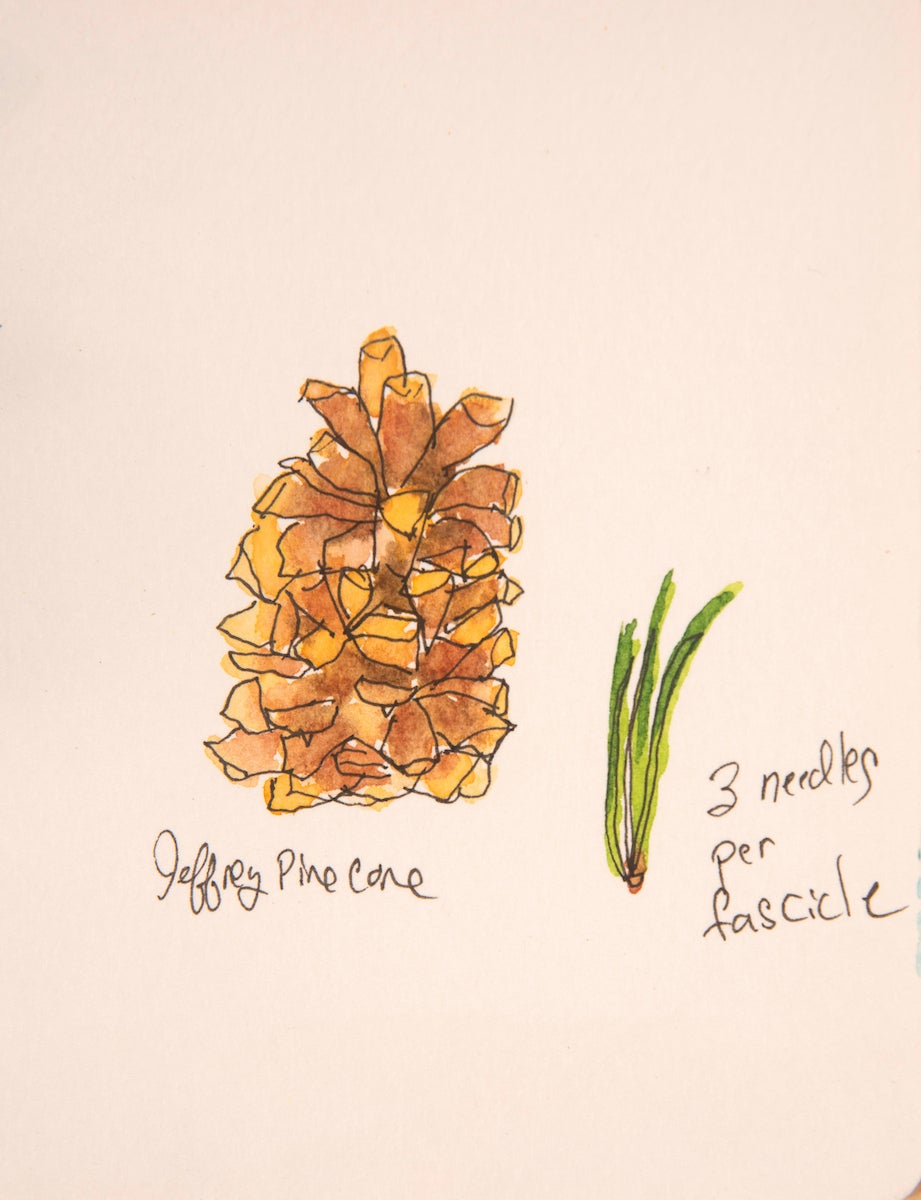 watercolor sketch of Jeffrey pine cone and needles