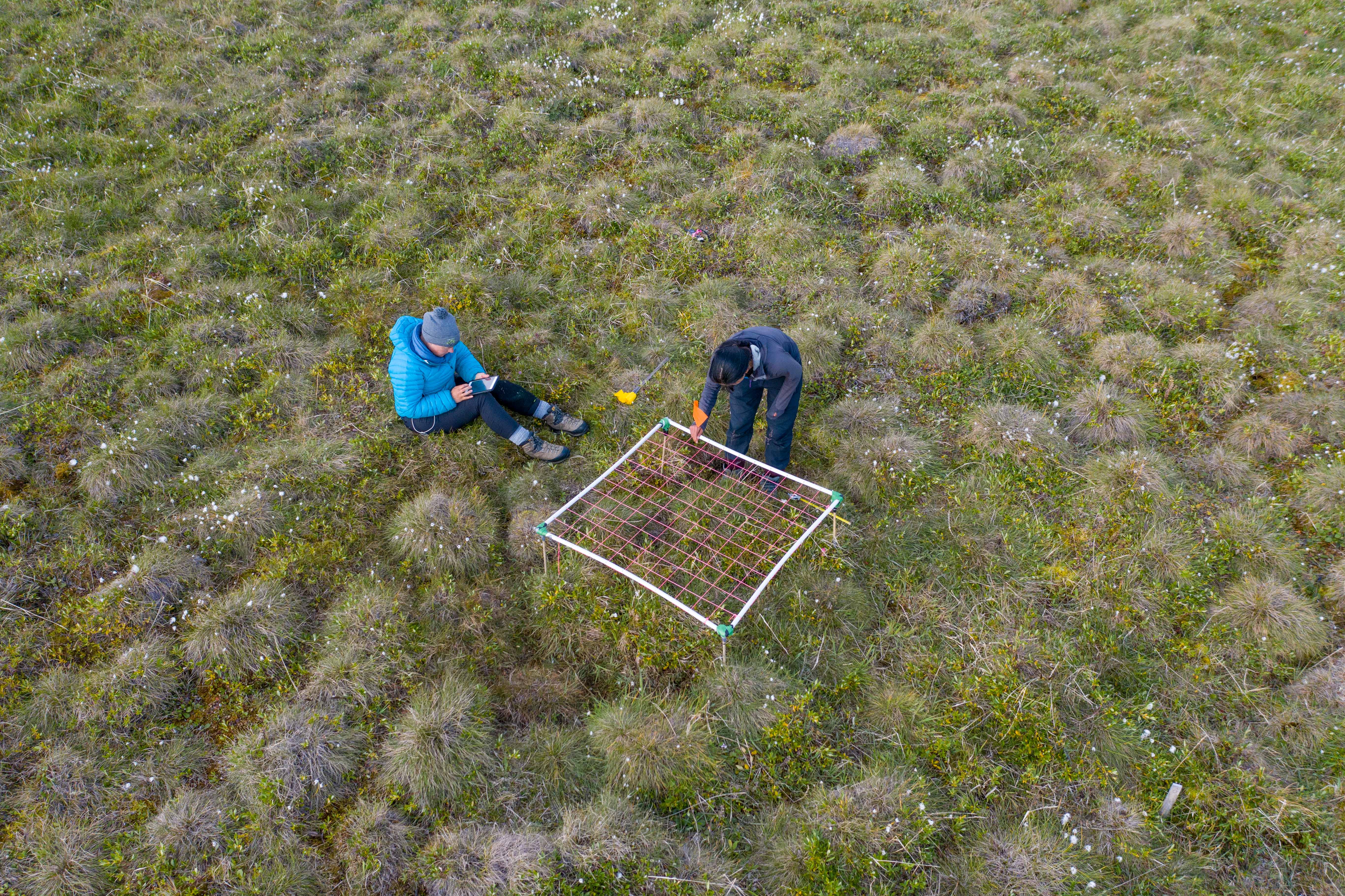 Aerial view of two researchers with white-piped square frame strung with pink rope marking a grid over green plants in the Arctic tundra. One scientist sits in blue beanie and blue coat holding a tablet device while the other in blue jumpsuit bends over grid frame.