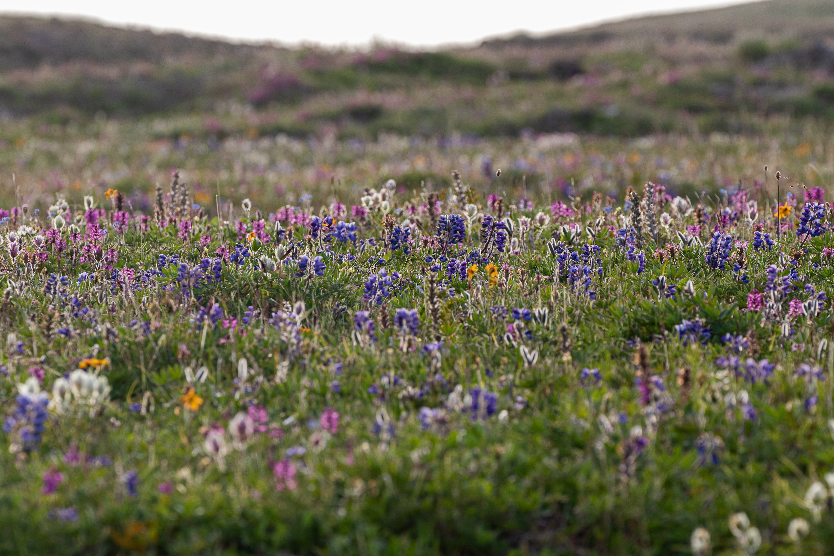 Purple, pink and white wildflowers bloom across the Canadian Arctic in a stunning display of tundra plant biodiversity.