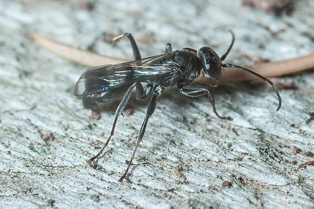 Black insect on a grey background