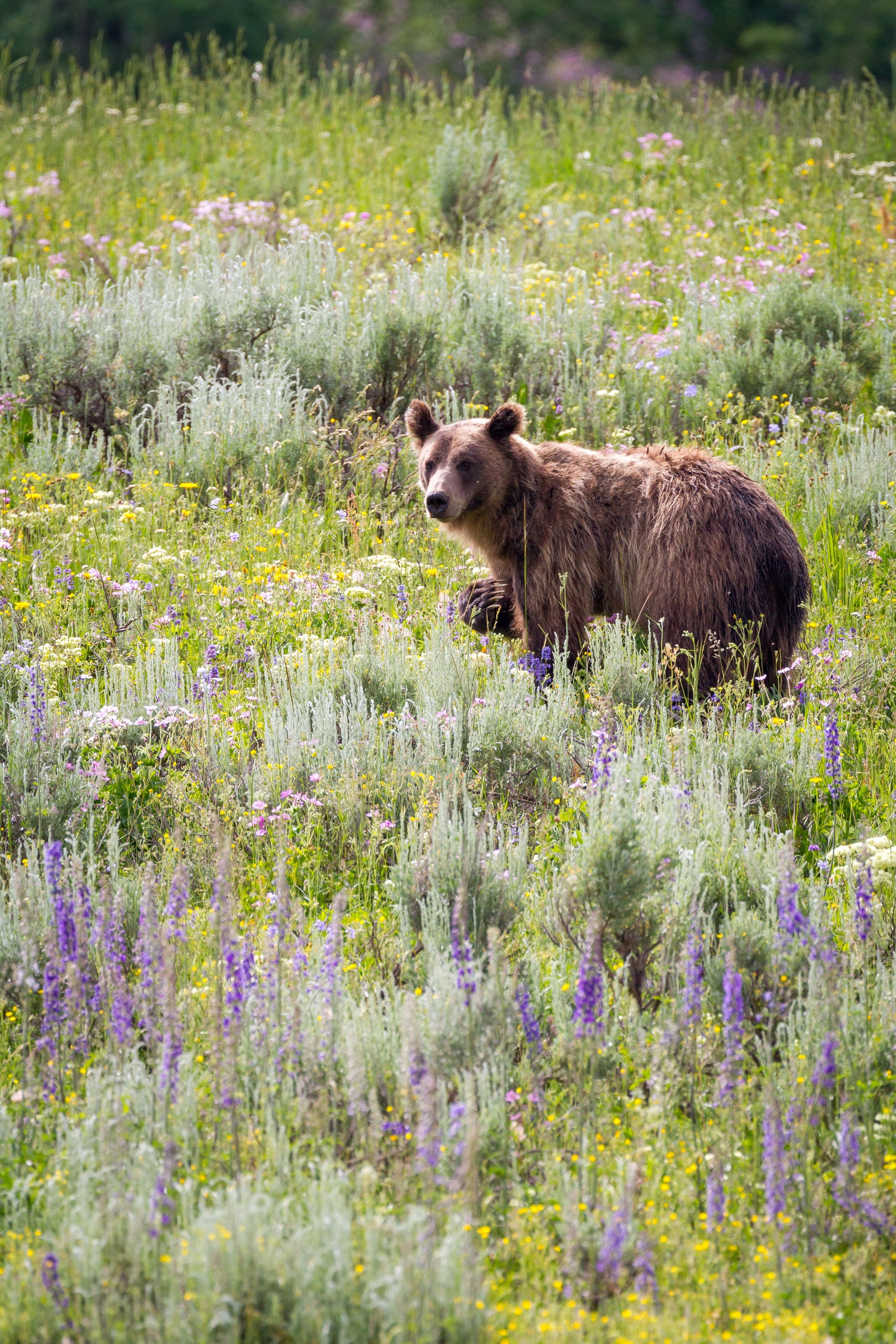 A grizzly bear in wildflowers and green plants in Grand Teton national park