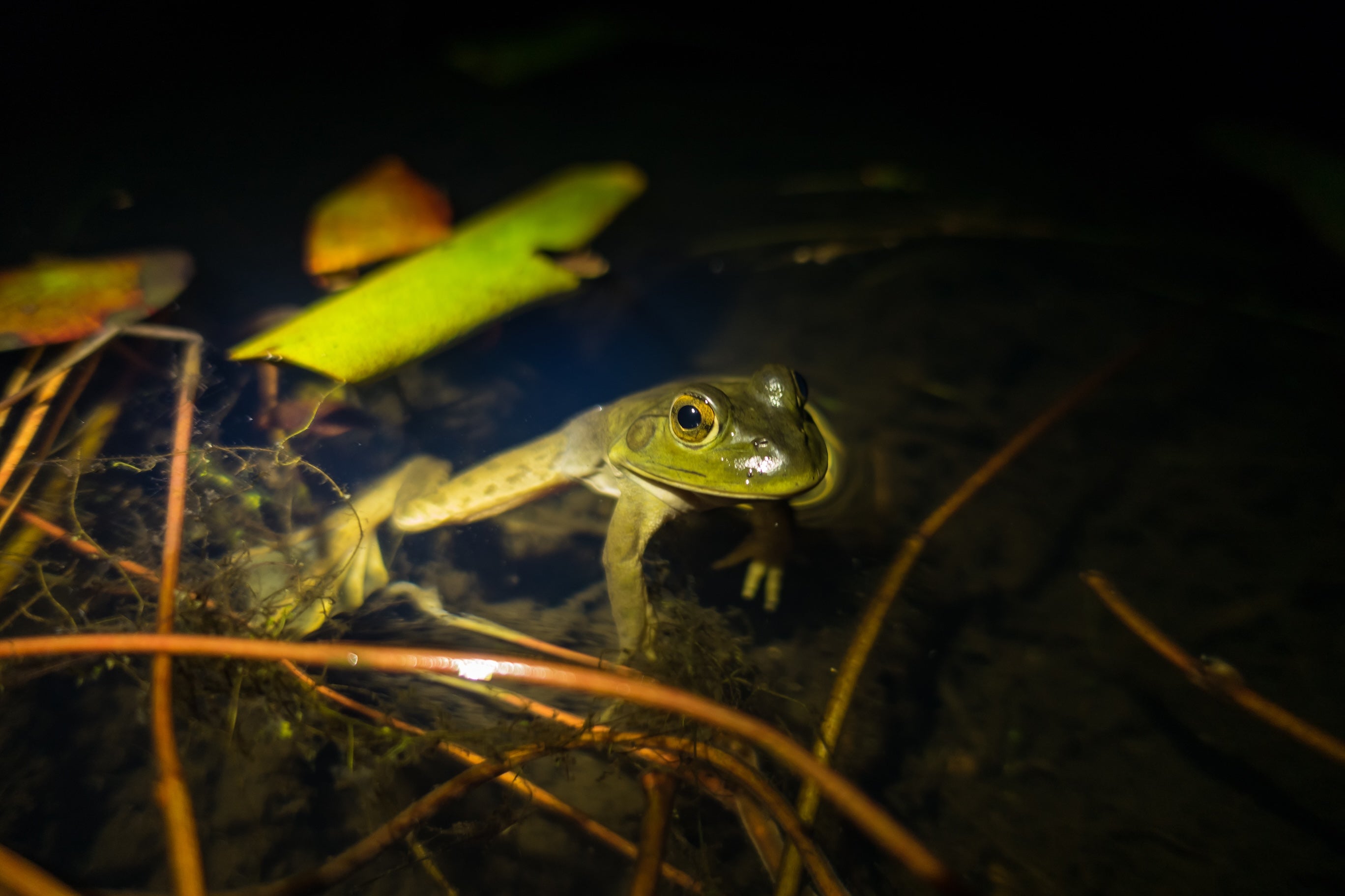 A green American bullfrog looks out from a pond at night