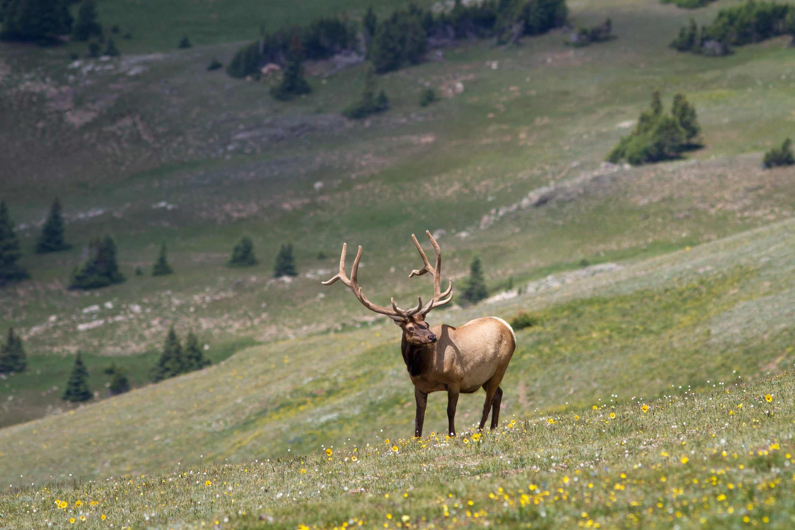 an elk in a sloping field 