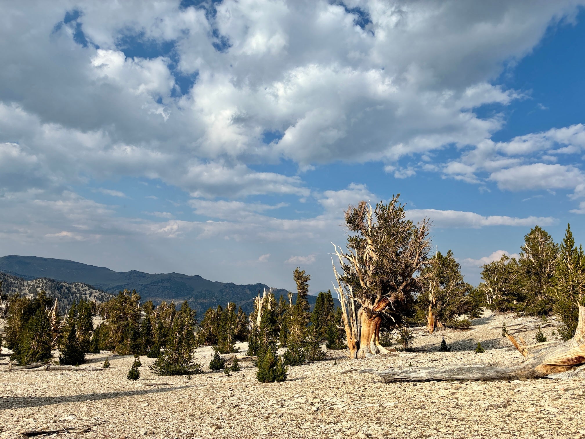 High Sierra landscape dotted with a grove of bristlecone pine trees and rocky terrain