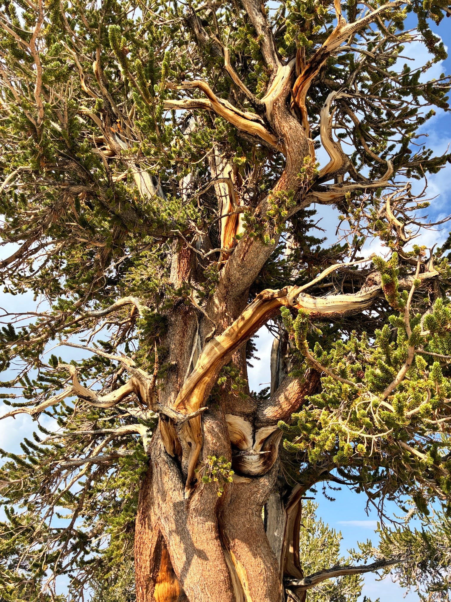 A bristlecone pine tree with twisted branches and textured bark against a blue sky.
