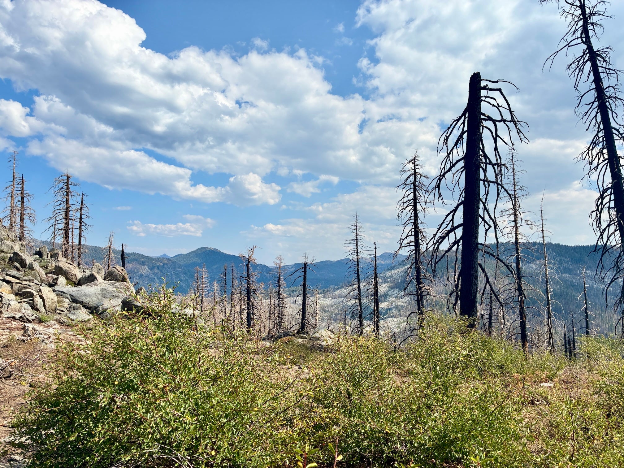 a few blackened trees rise from ground as light green vegetation grows under a sky with puffy clouds